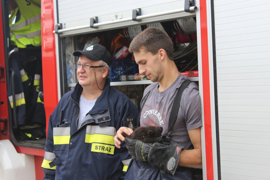Niecodzienna akcja. Strażacy uratowali kota