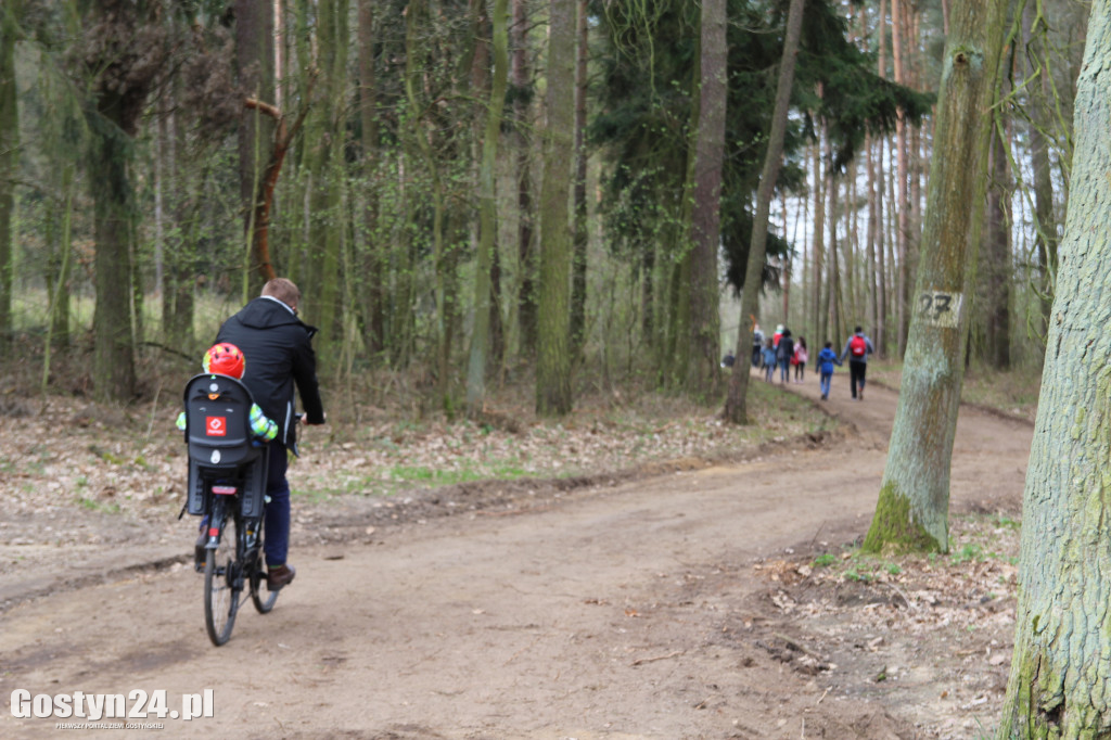 Sadzenie drzewek w leśnictwie Kosowo