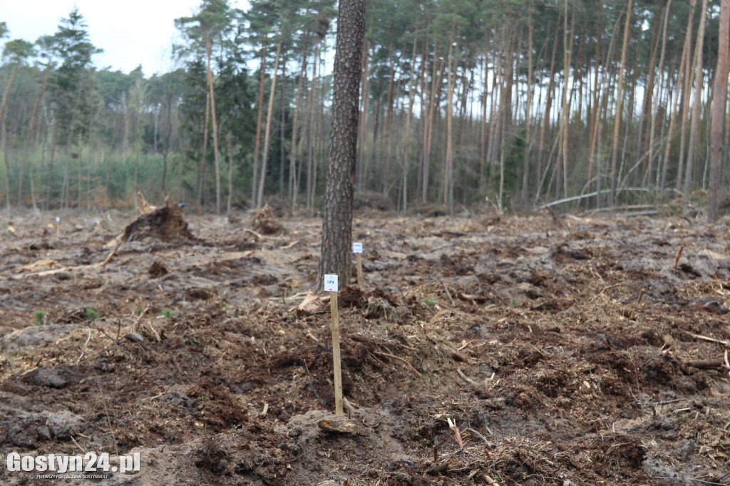 Sadzenie drzewek w leśnictwie Kosowo