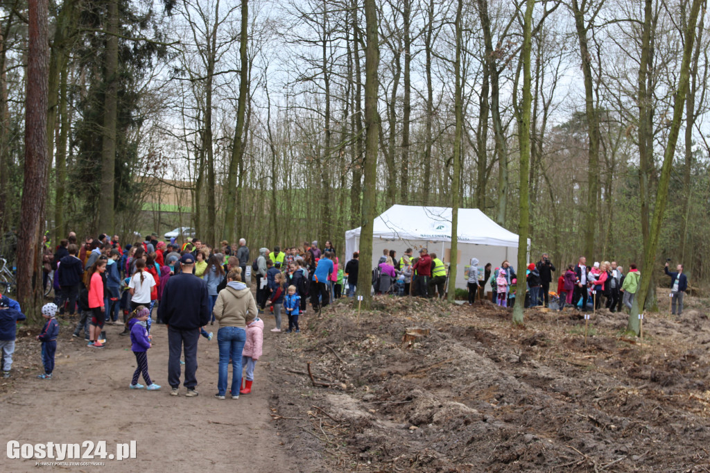 Sadzenie drzewek w leśnictwie Kosowo
