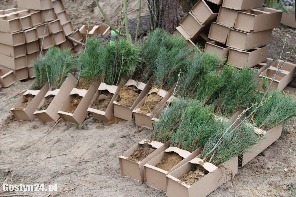 Sadzenie drzewek w leśnictwie Kosowo