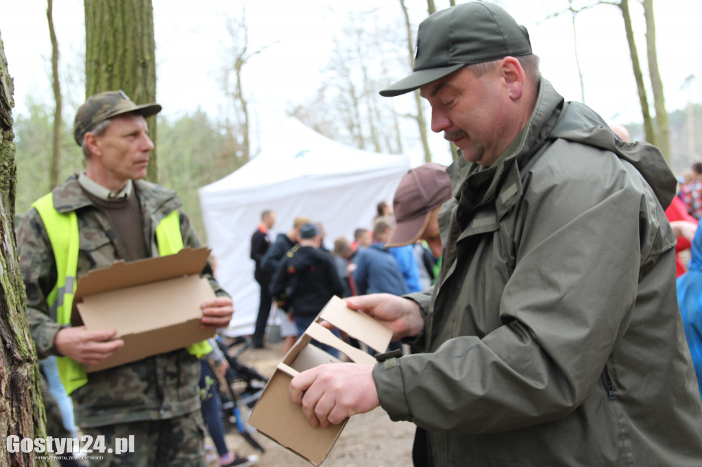 Sadzenie drzewek w leśnictwie Kosowo