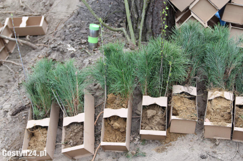 Sadzenie drzewek w leśnictwie Kosowo