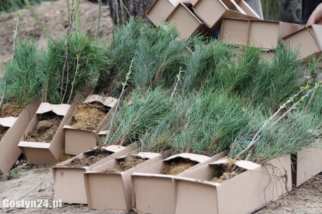 Sadzenie drzewek w leśnictwie Kosowo