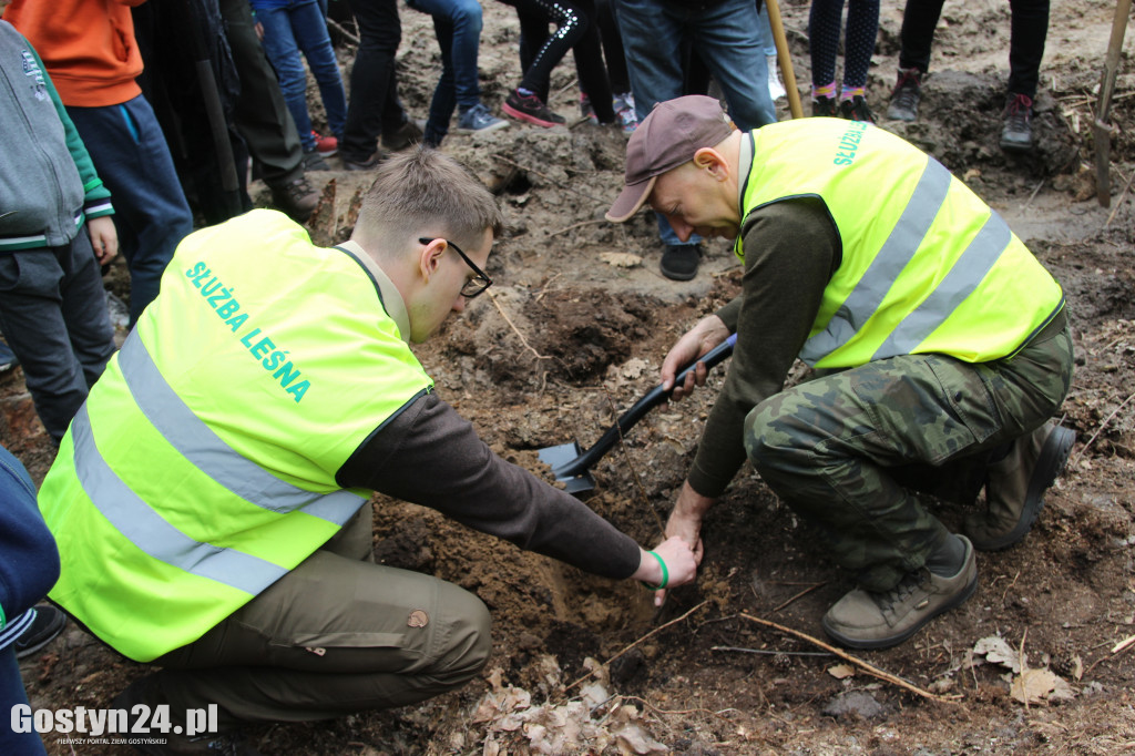 Sadzenie drzewek w leśnictwie Kosowo