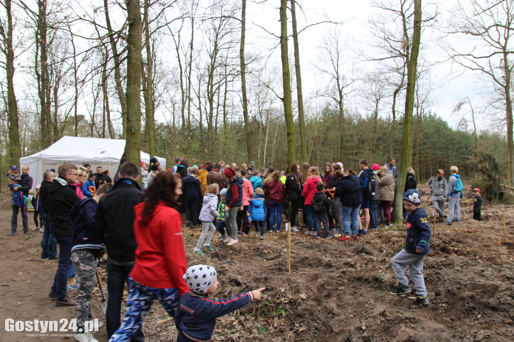 Sadzenie drzewek w leśnictwie Kosowo