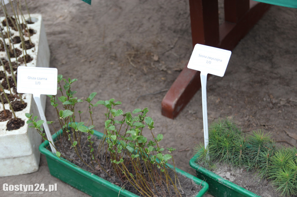 Sadzenie drzewek w leśnictwie Kosowo