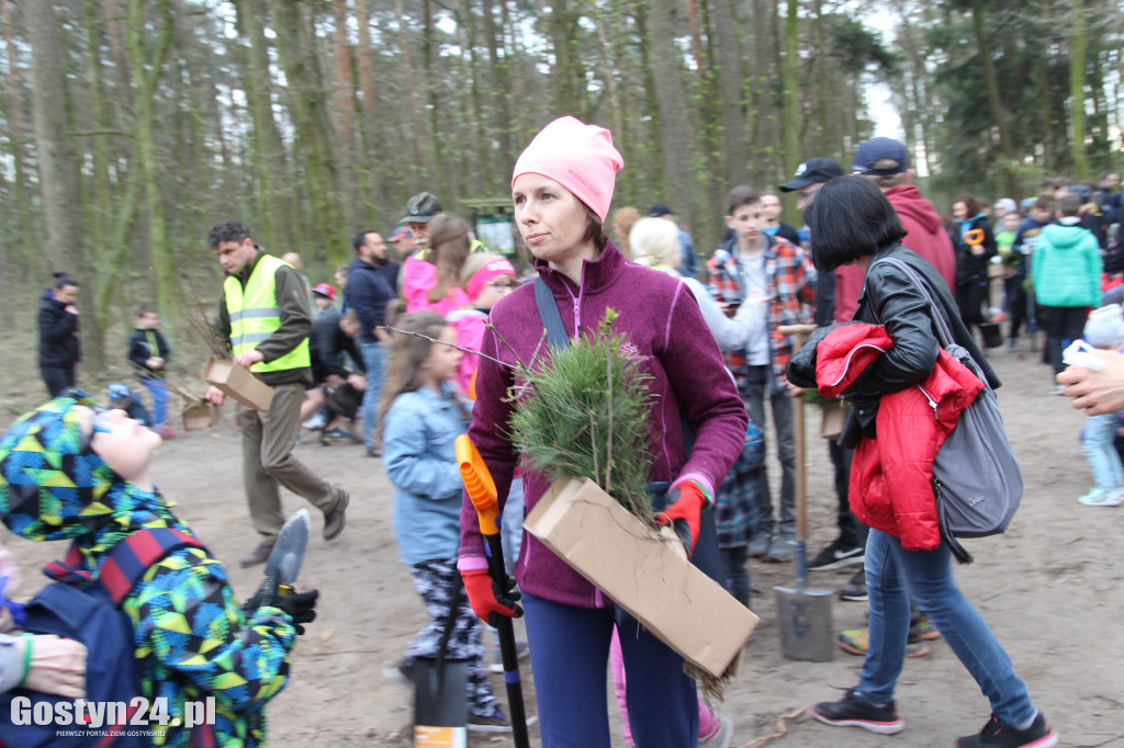 Sadzenie drzewek w leśnictwie Kosowo