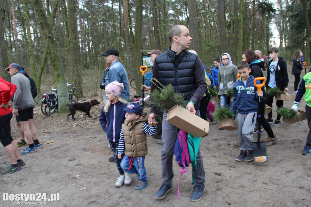 Sadzenie drzewek w leśnictwie Kosowo
