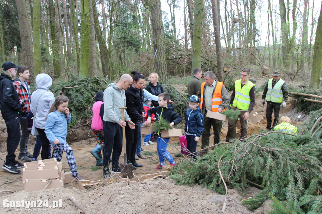 Sadzenie drzewek w leśnictwie Kosowo