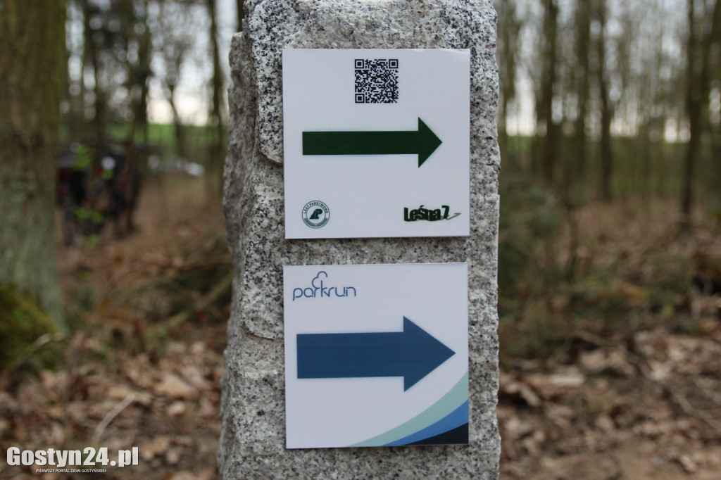 Sadzenie drzewek w leśnictwie Kosowo