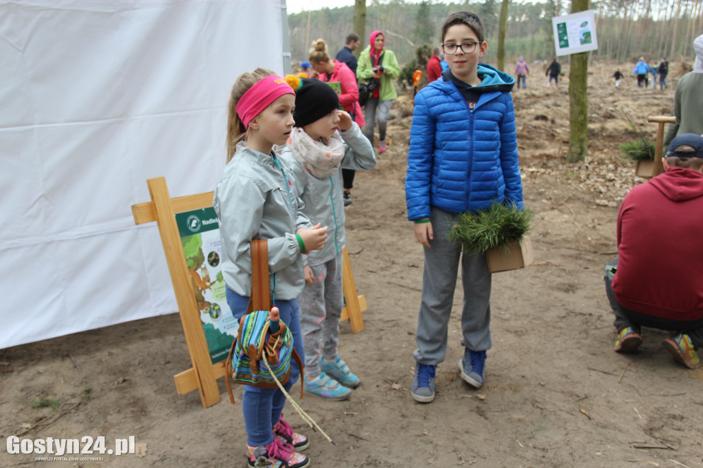 Sadzenie drzewek w leśnictwie Kosowo