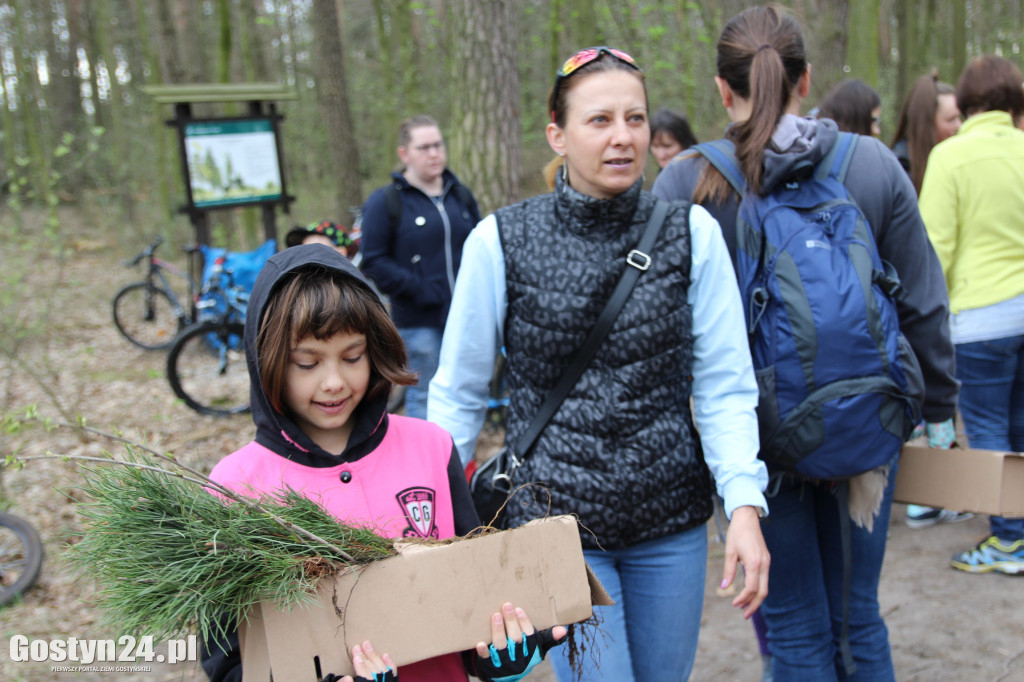 Sadzenie drzewek w leśnictwie Kosowo