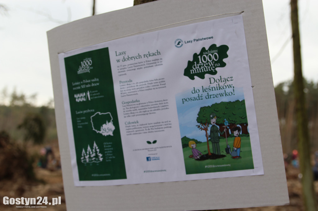 Sadzenie drzewek w leśnictwie Kosowo