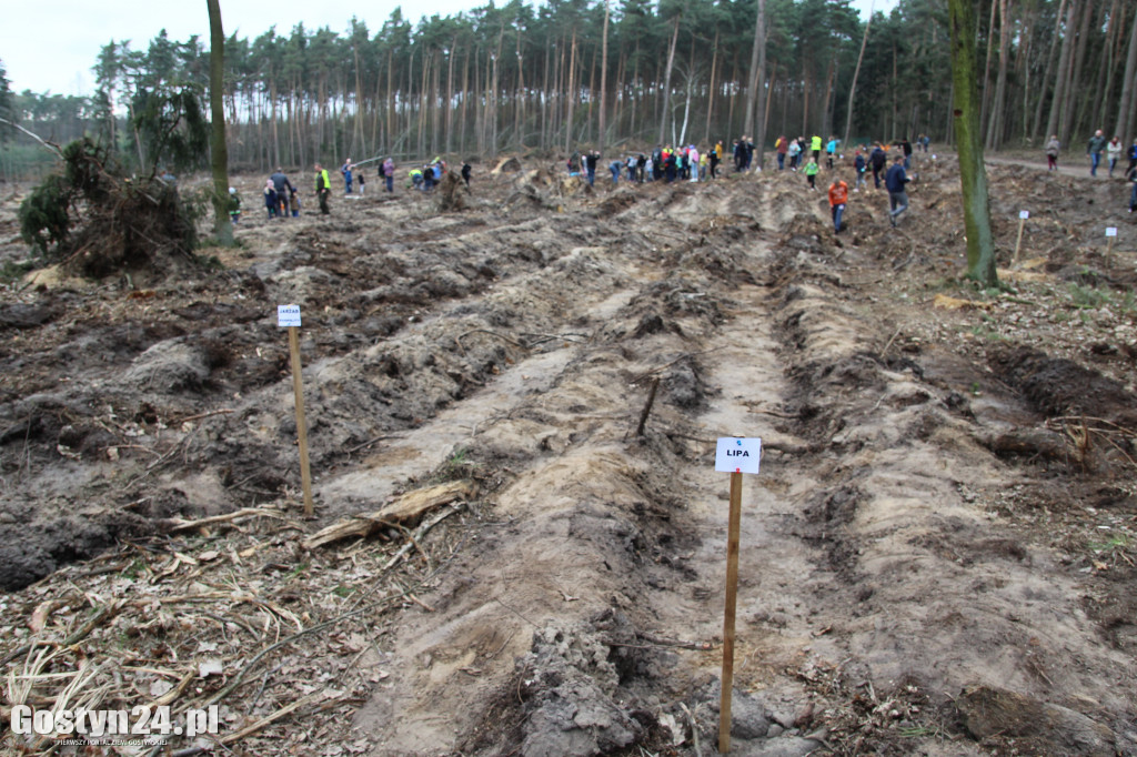Sadzenie drzewek w leśnictwie Kosowo