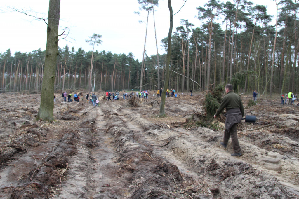 Sadzenie drzewek w leśnictwie Kosowo