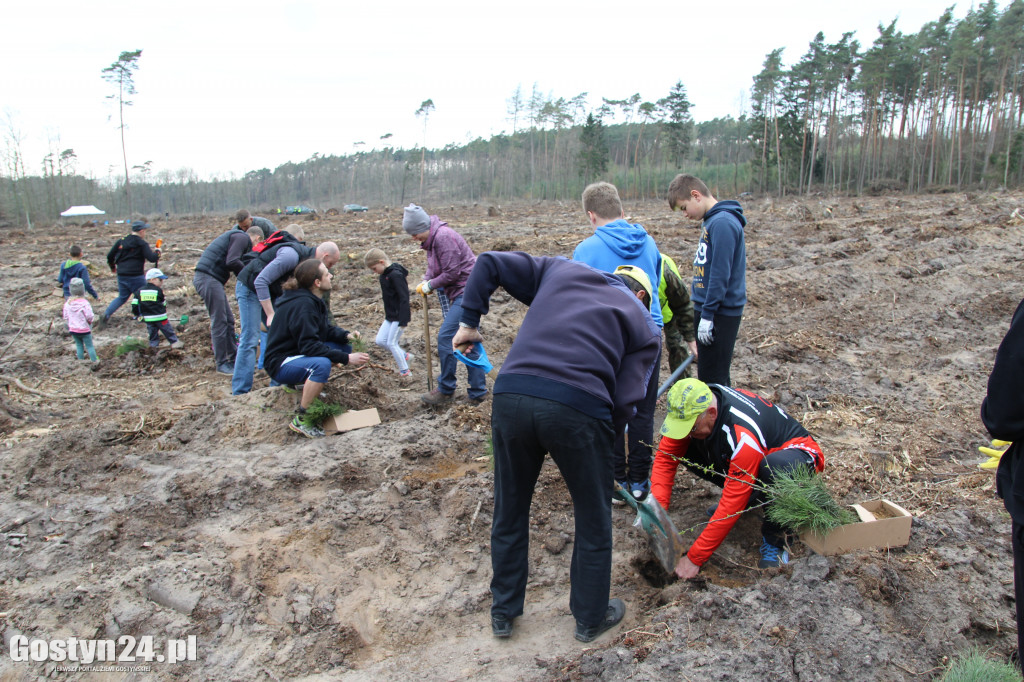 Sadzenie drzewek w leśnictwie Kosowo