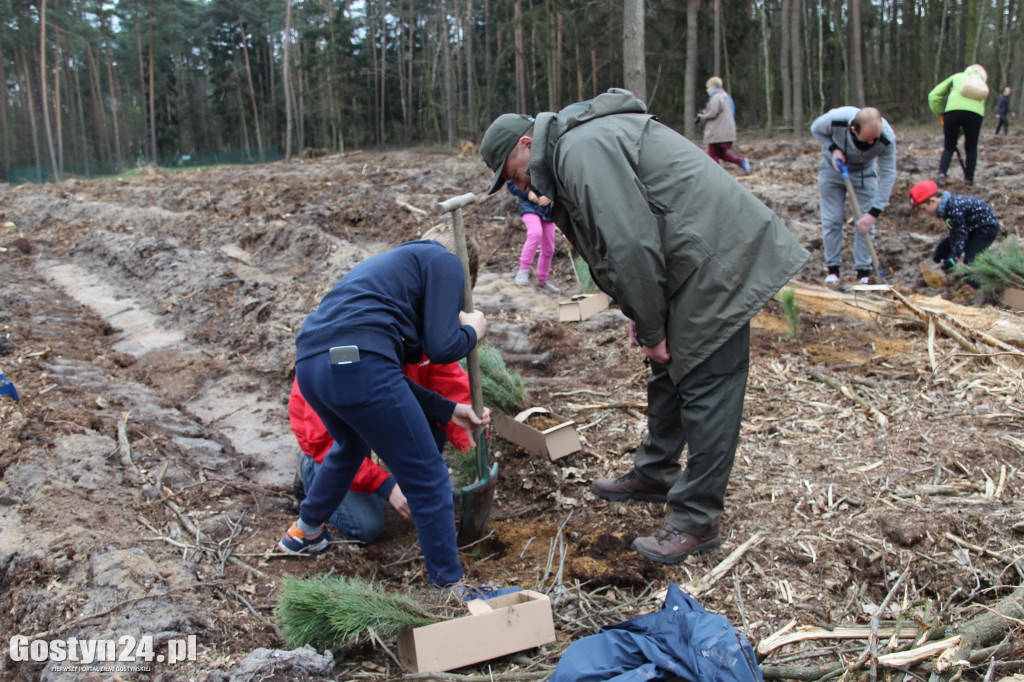 Sadzenie drzewek w leśnictwie Kosowo