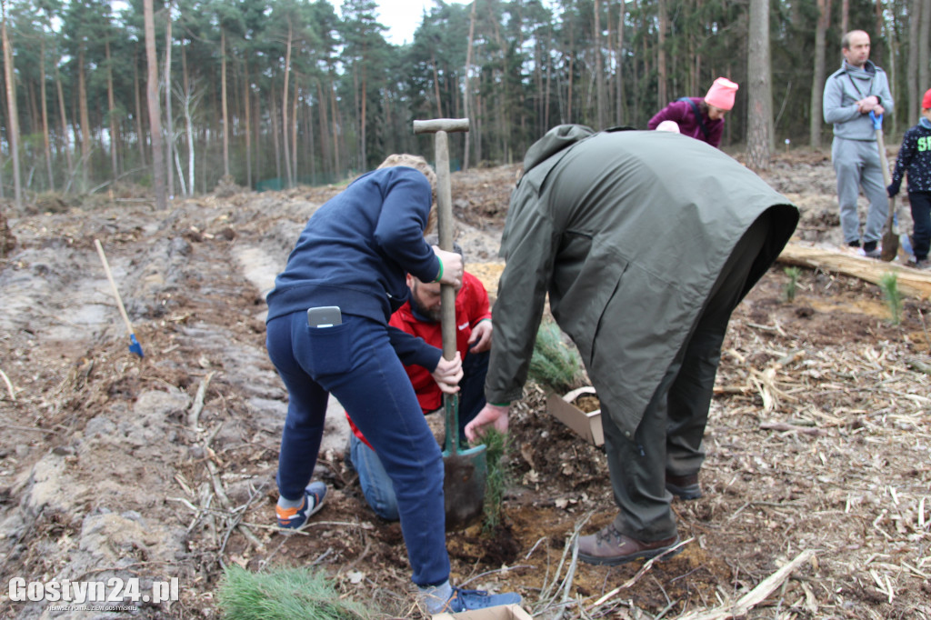 Sadzenie drzewek w leśnictwie Kosowo