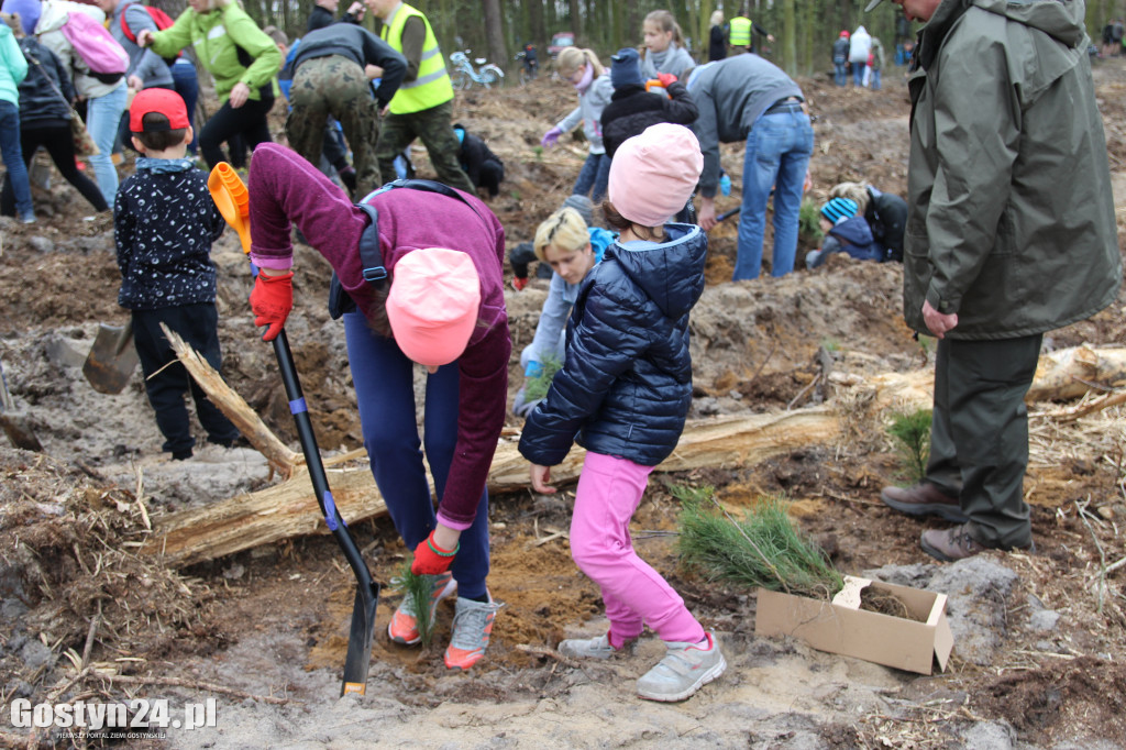 Sadzenie drzewek w leśnictwie Kosowo
