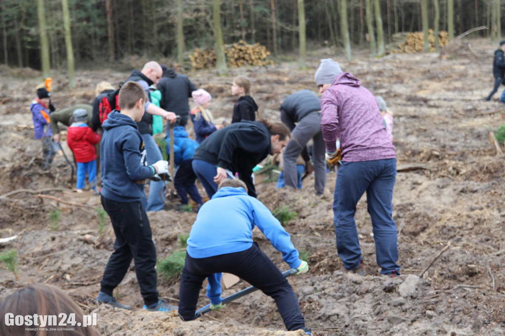 Sadzenie drzewek w leśnictwie Kosowo