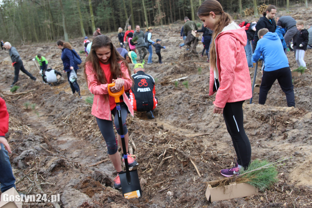 Sadzenie drzewek w leśnictwie Kosowo