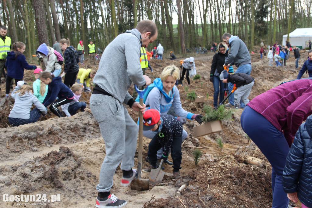 Sadzenie drzewek w leśnictwie Kosowo