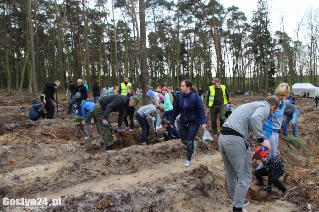 Sadzenie drzewek w leśnictwie Kosowo