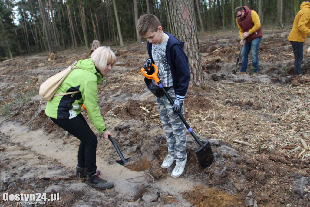 Sadzenie drzewek w leśnictwie Kosowo