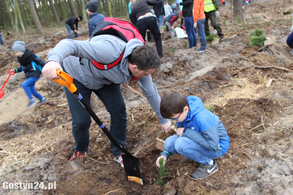 Sadzenie drzewek w leśnictwie Kosowo