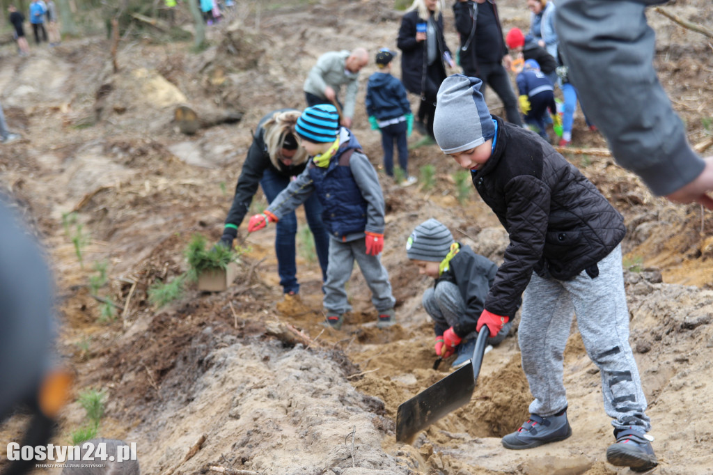 Sadzenie drzewek w leśnictwie Kosowo