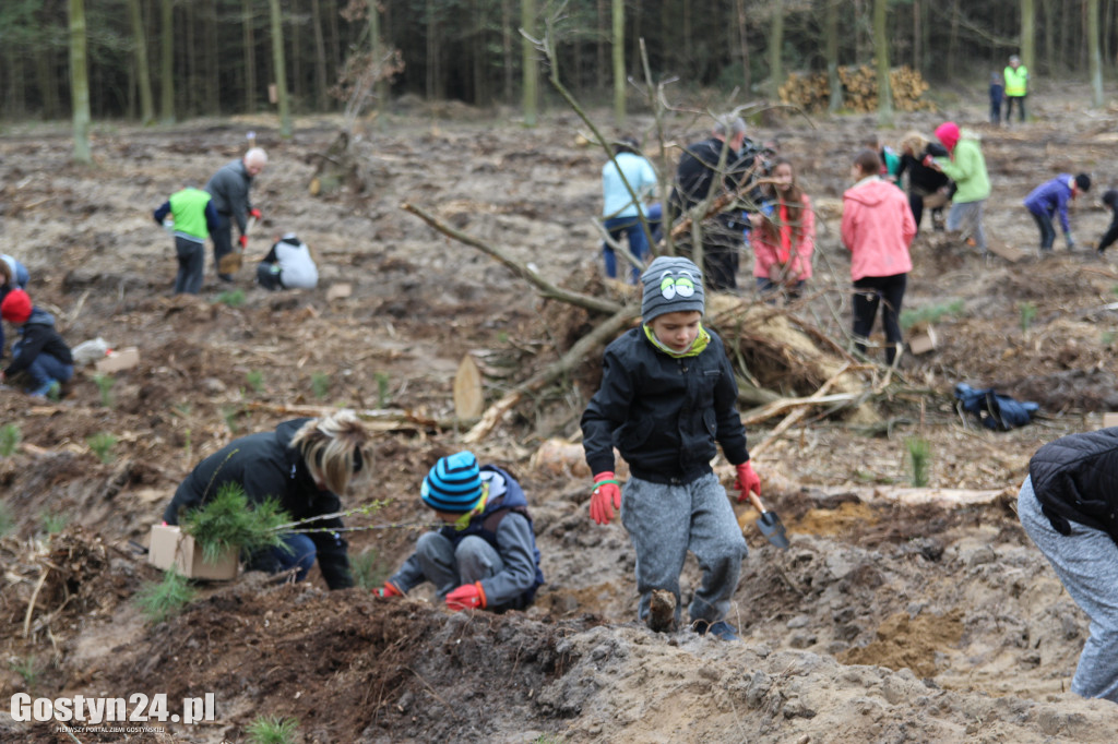 Sadzenie drzewek w leśnictwie Kosowo