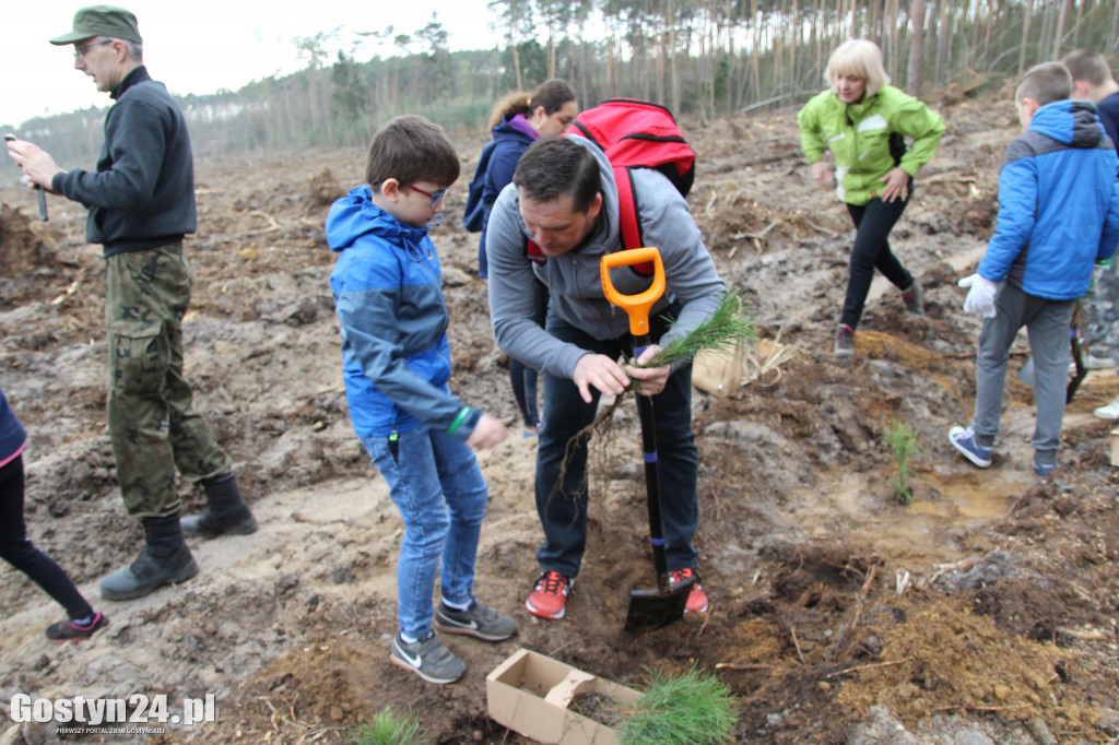 Sadzenie drzewek w leśnictwie Kosowo