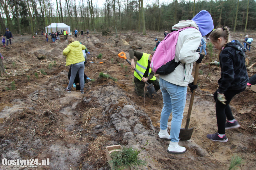 Sadzenie drzewek w leśnictwie Kosowo
