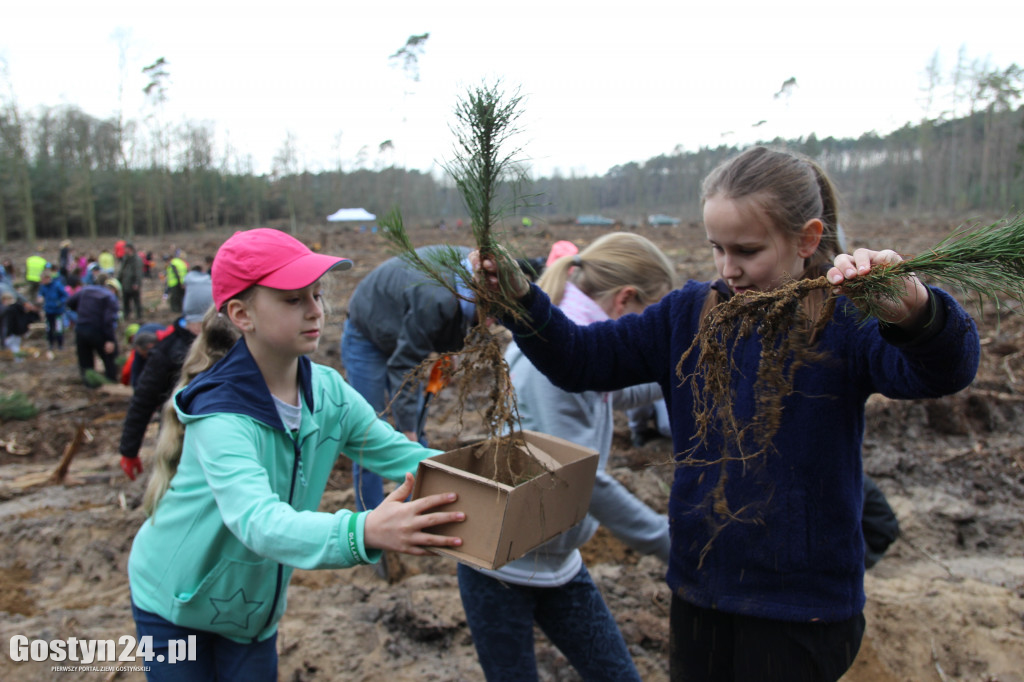 Sadzenie drzewek w leśnictwie Kosowo