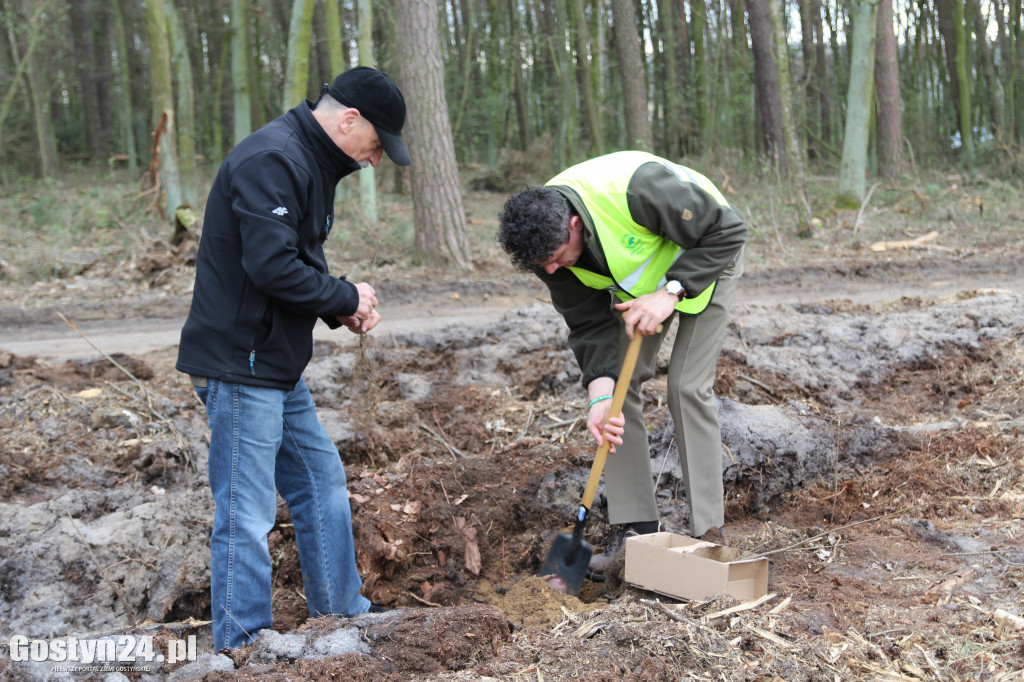 Sadzenie drzewek w leśnictwie Kosowo