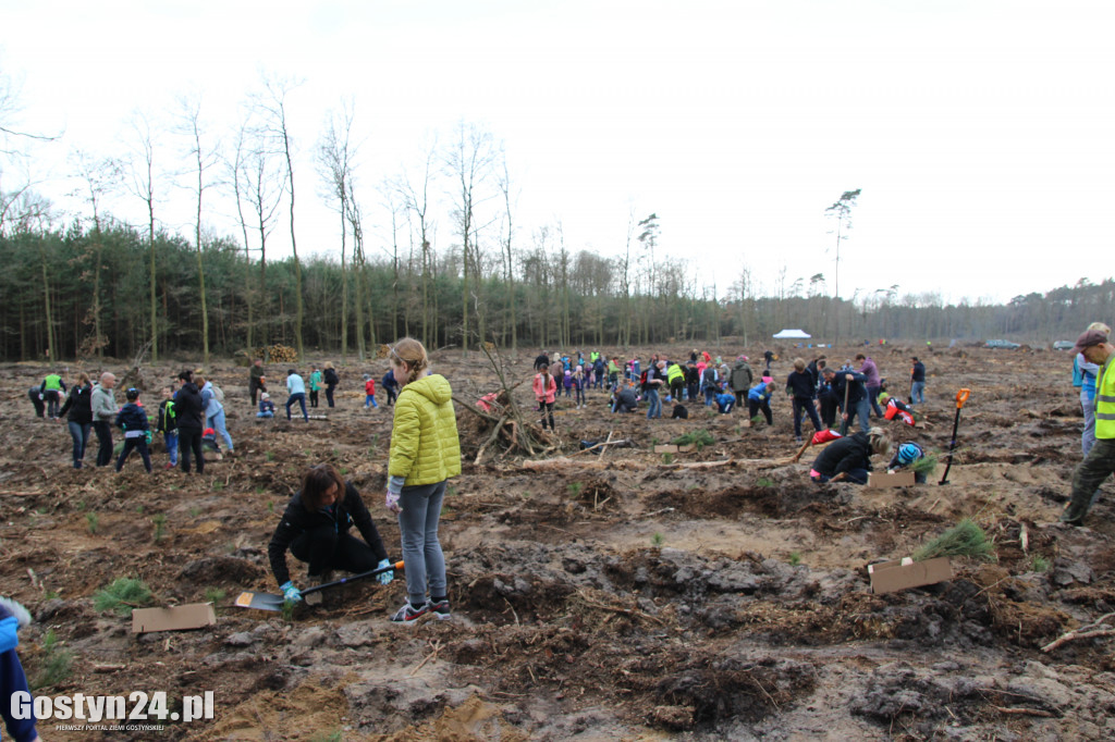 Sadzenie drzewek w leśnictwie Kosowo