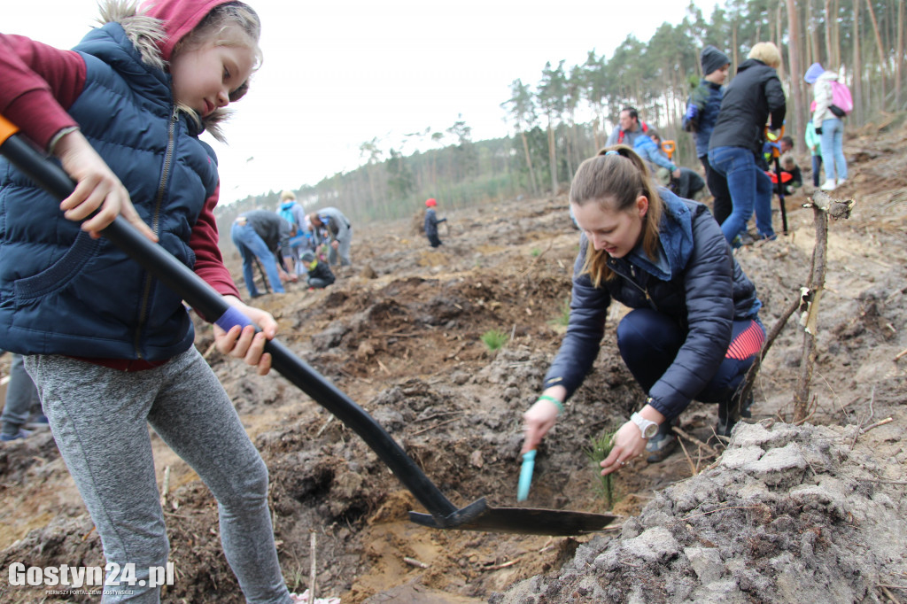 Sadzenie drzewek w leśnictwie Kosowo