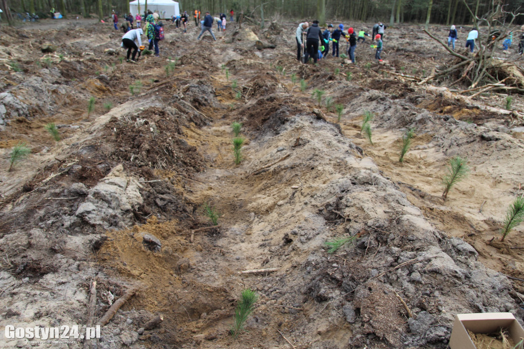 Sadzenie drzewek w leśnictwie Kosowo