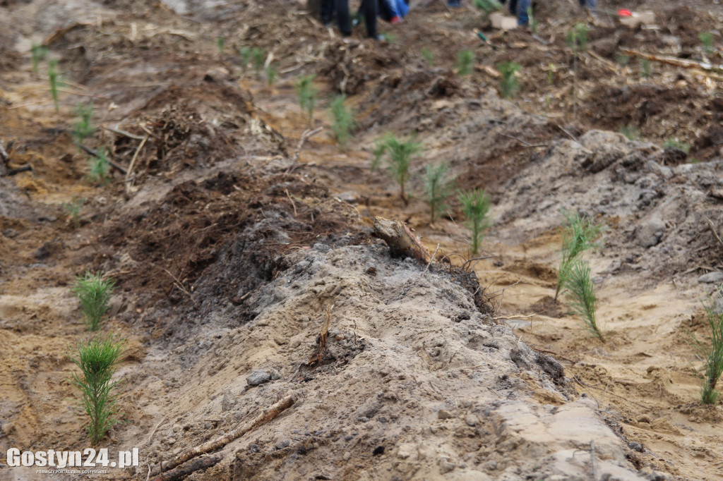 Sadzenie drzewek w leśnictwie Kosowo
