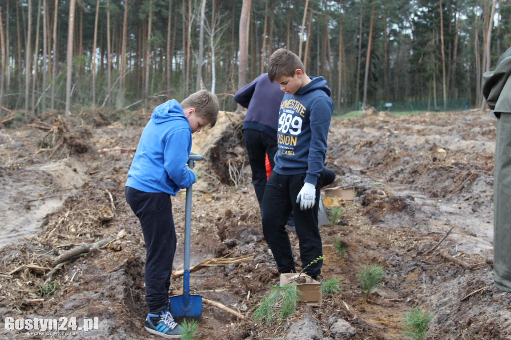 Sadzenie drzewek w leśnictwie Kosowo
