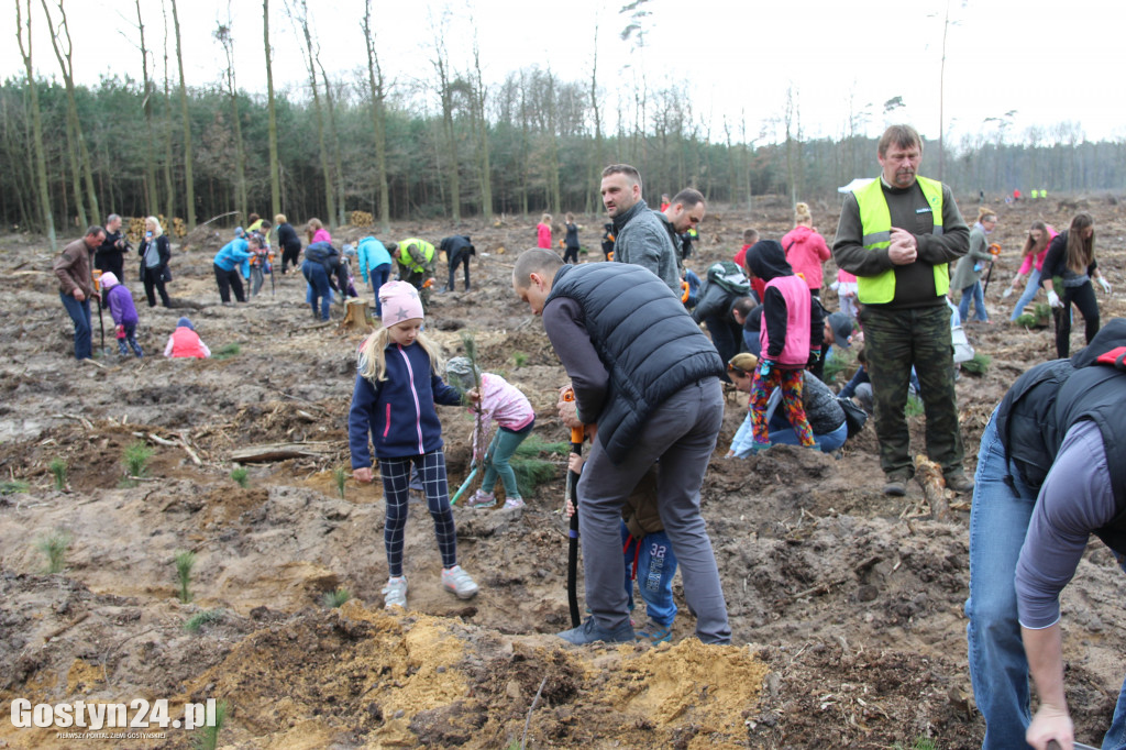 Sadzenie drzewek w leśnictwie Kosowo