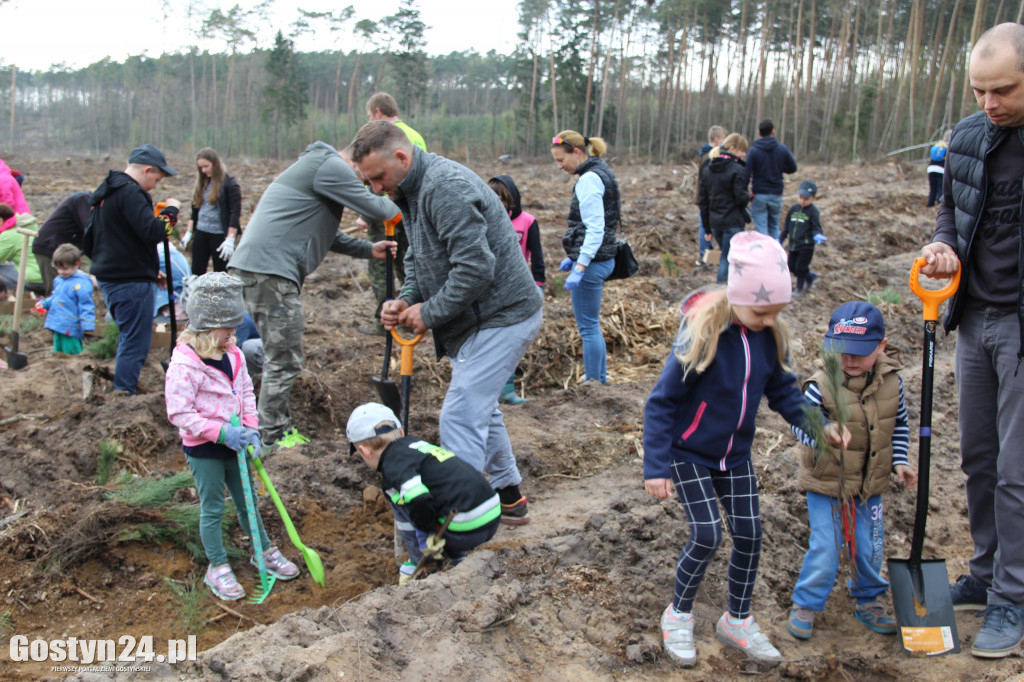 Sadzenie drzewek w leśnictwie Kosowo