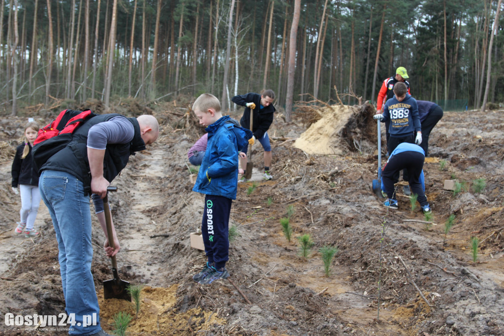 Sadzenie drzewek w leśnictwie Kosowo