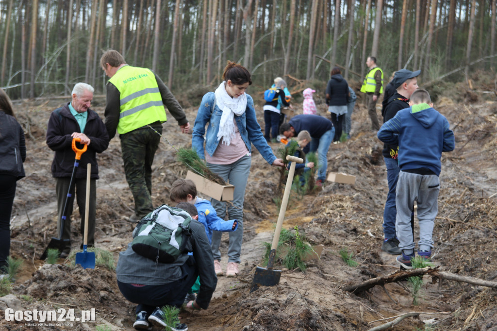 Sadzenie drzewek w leśnictwie Kosowo