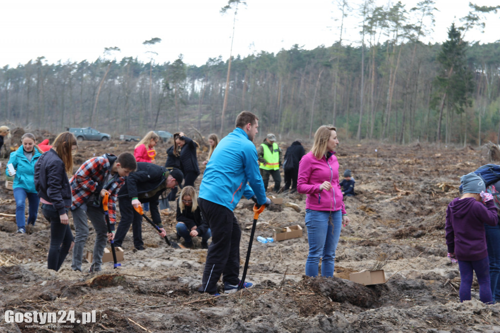 Sadzenie drzewek w leśnictwie Kosowo