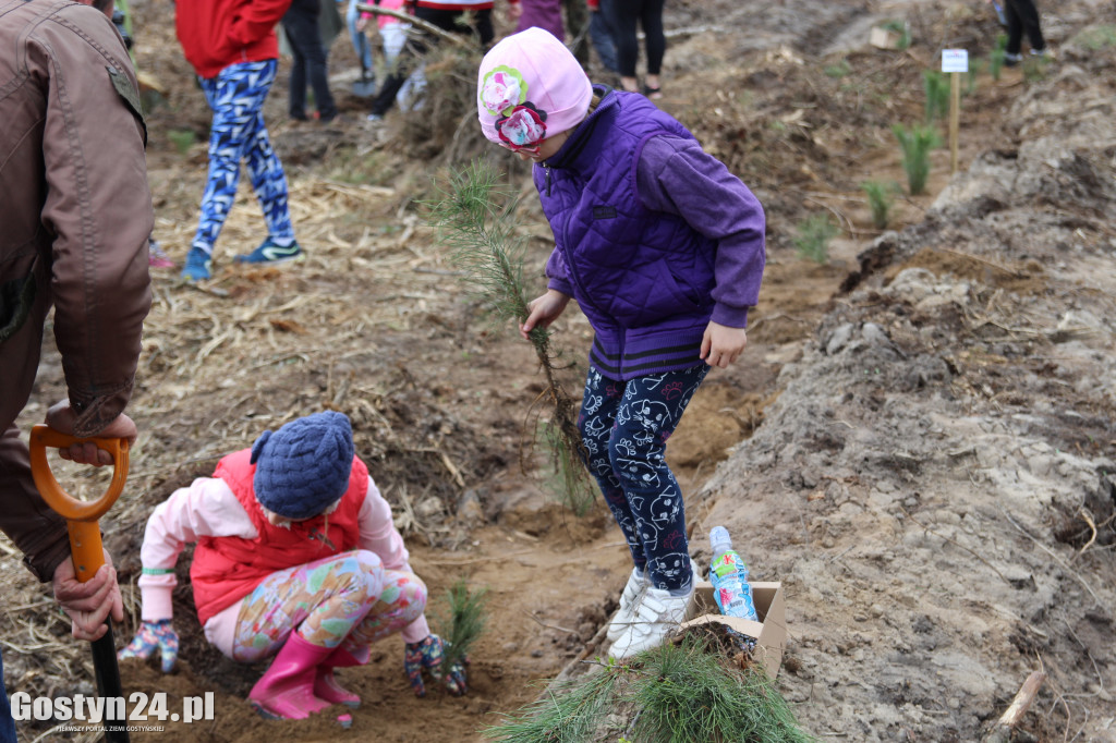 Sadzenie drzewek w leśnictwie Kosowo