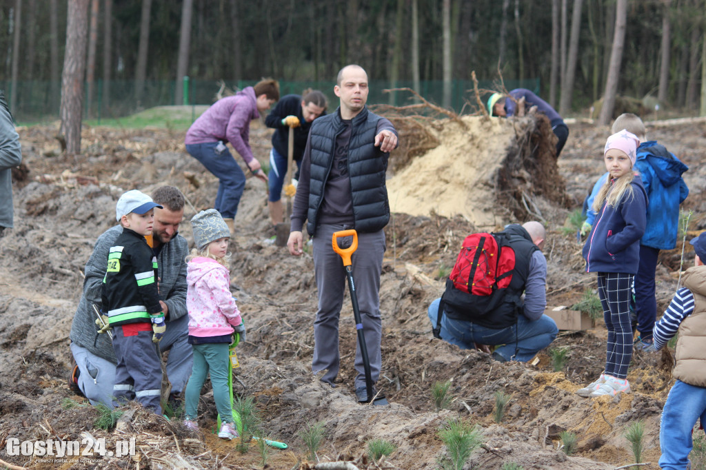 Sadzenie drzewek w leśnictwie Kosowo