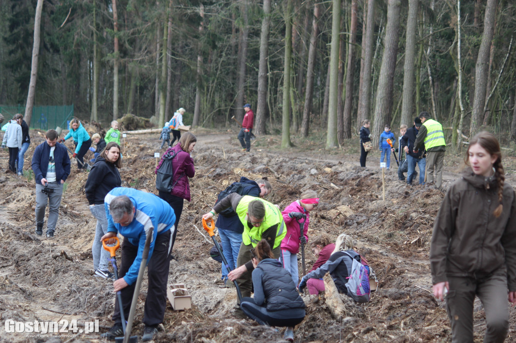 Sadzenie drzewek w leśnictwie Kosowo