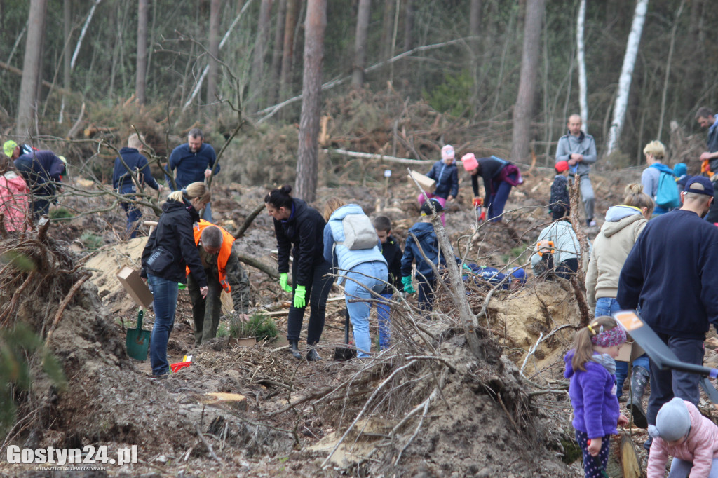 Sadzenie drzewek w leśnictwie Kosowo